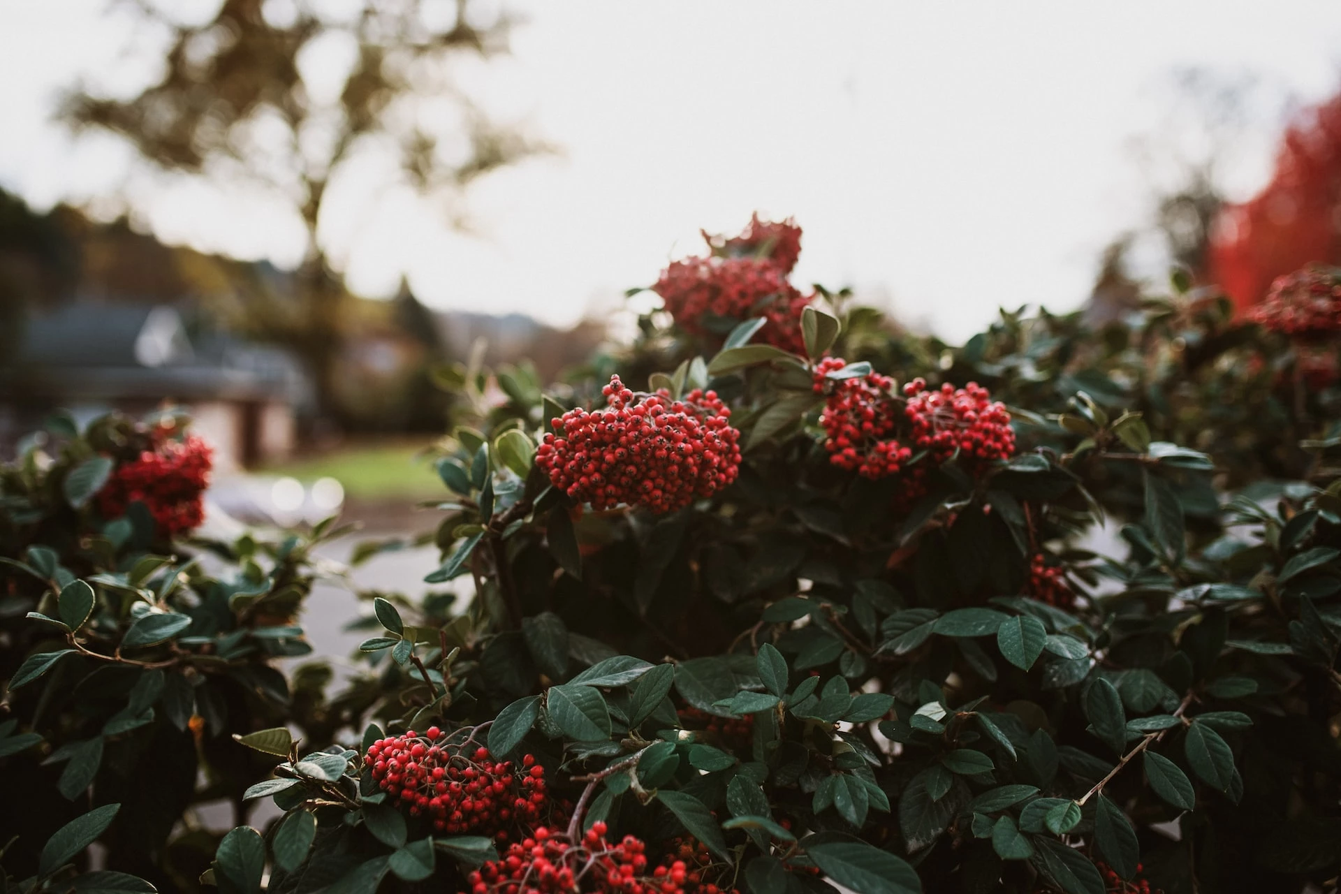 7 Most Profitable Crops For Small Farms in Australia 🐝 BootstrapBee