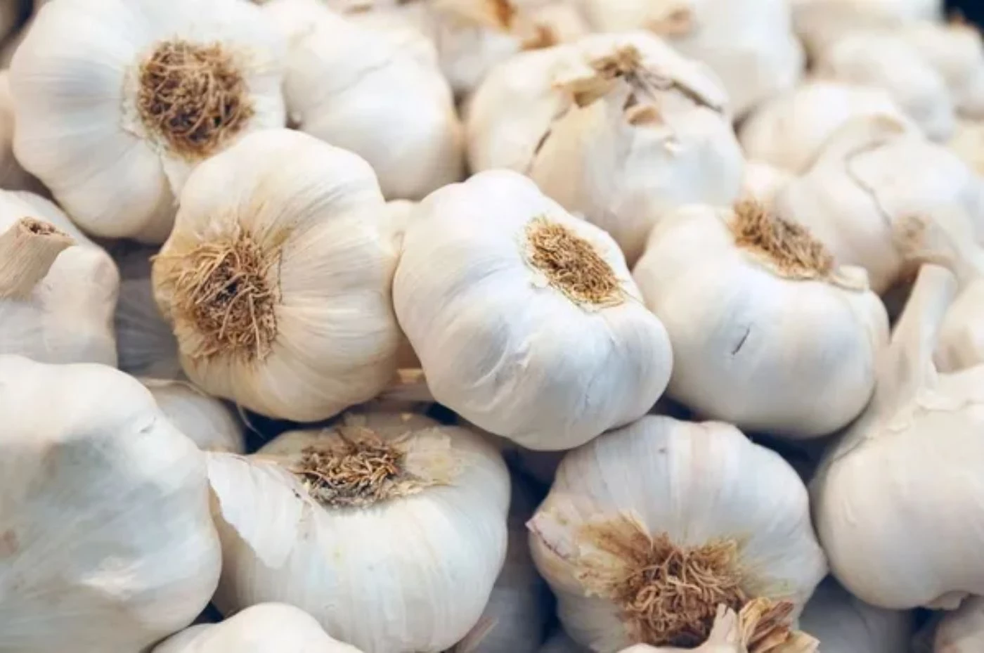 What's the Average Profit of Garlic Farming per Acre? (2023) 🐝