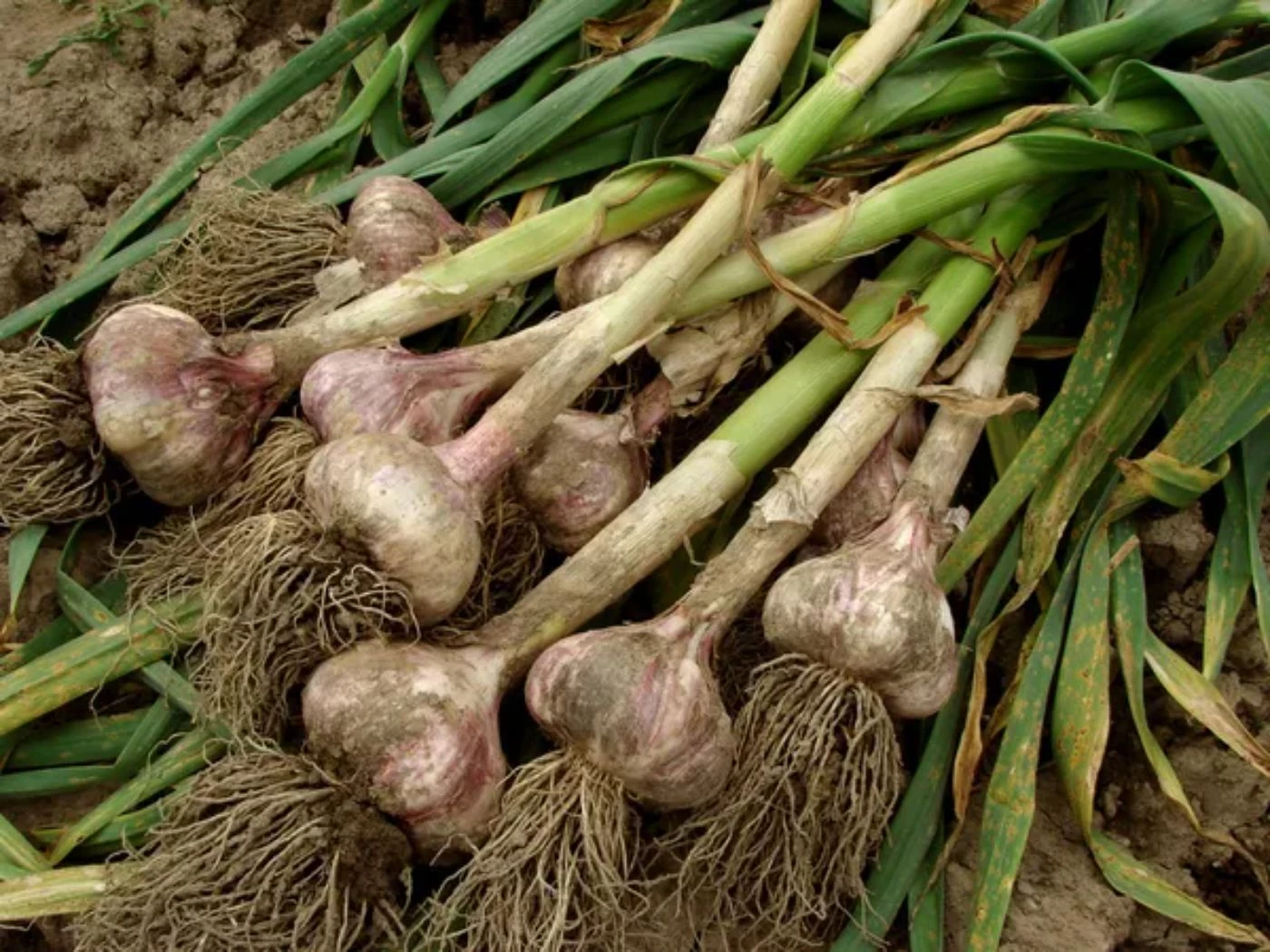 High Efficiency Factory Price garlic sow machine Garlic Sowing