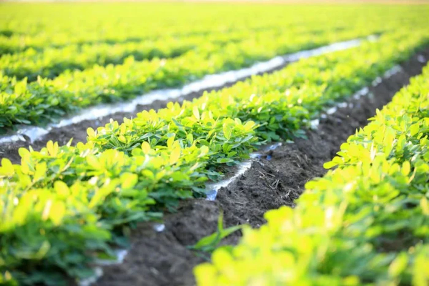 The Best Crop To Grow On 5 Acres (For 5 Regions) 🐝