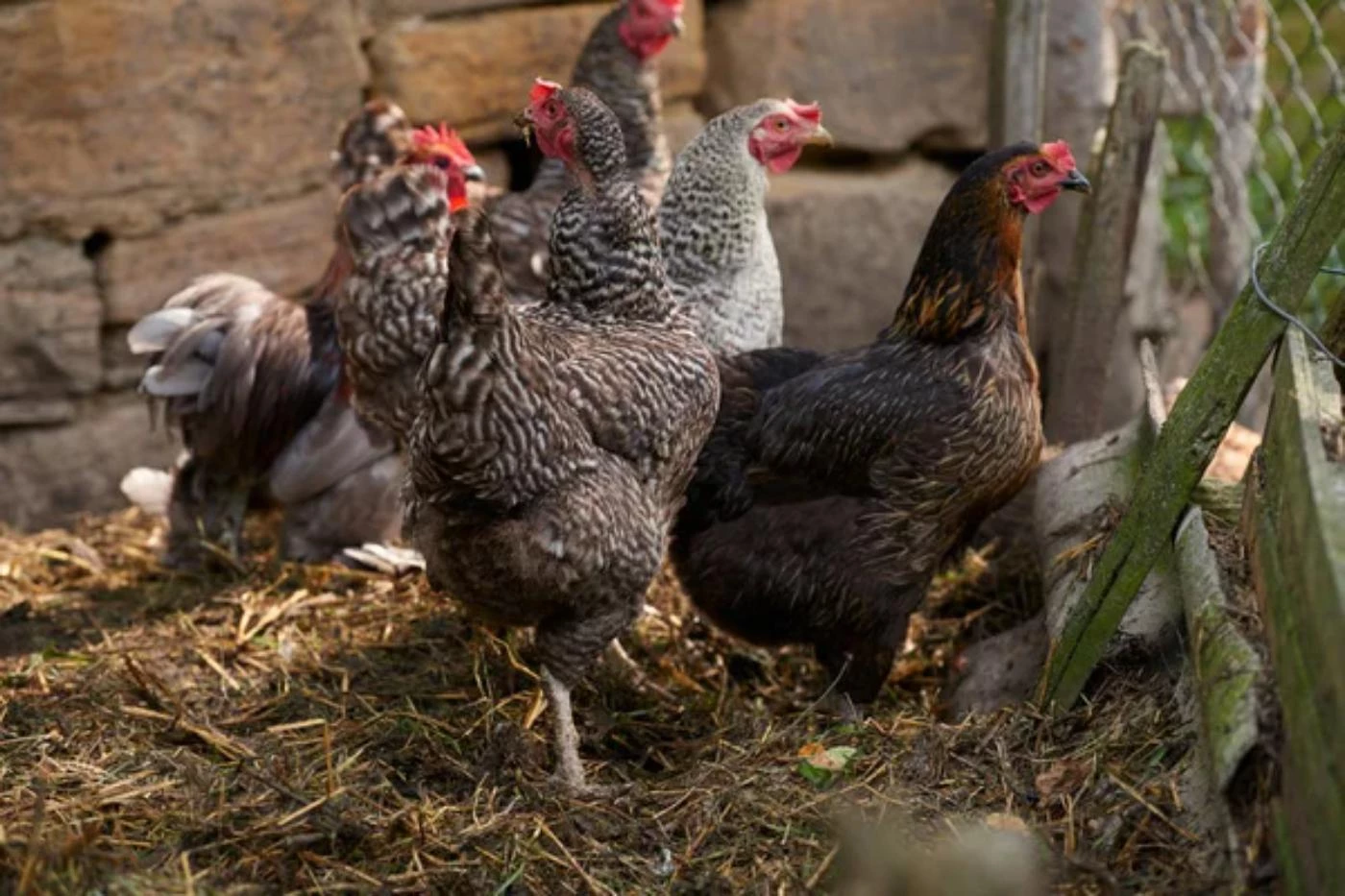 Is Chicken Farming Profitable? (Full 2024 Breakdown) 🐝 BootstrapBee