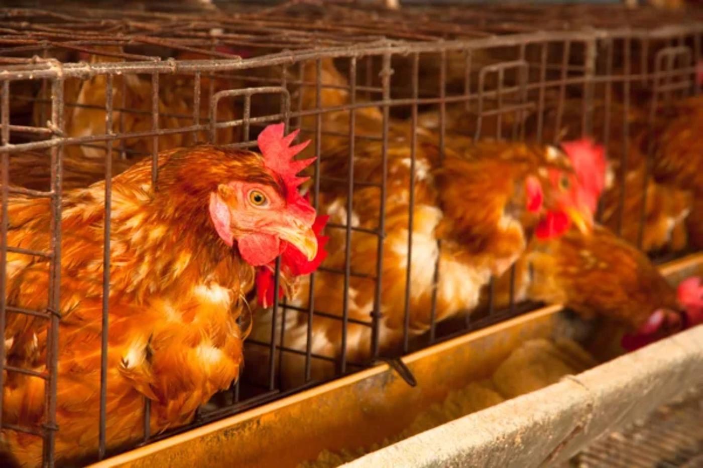 Is Chicken Farming Profitable Full 2024 Breakdown BootstrapBee   Depositphotos 31496077 Stock Photo Eggs Chickens On The Local 1.webp