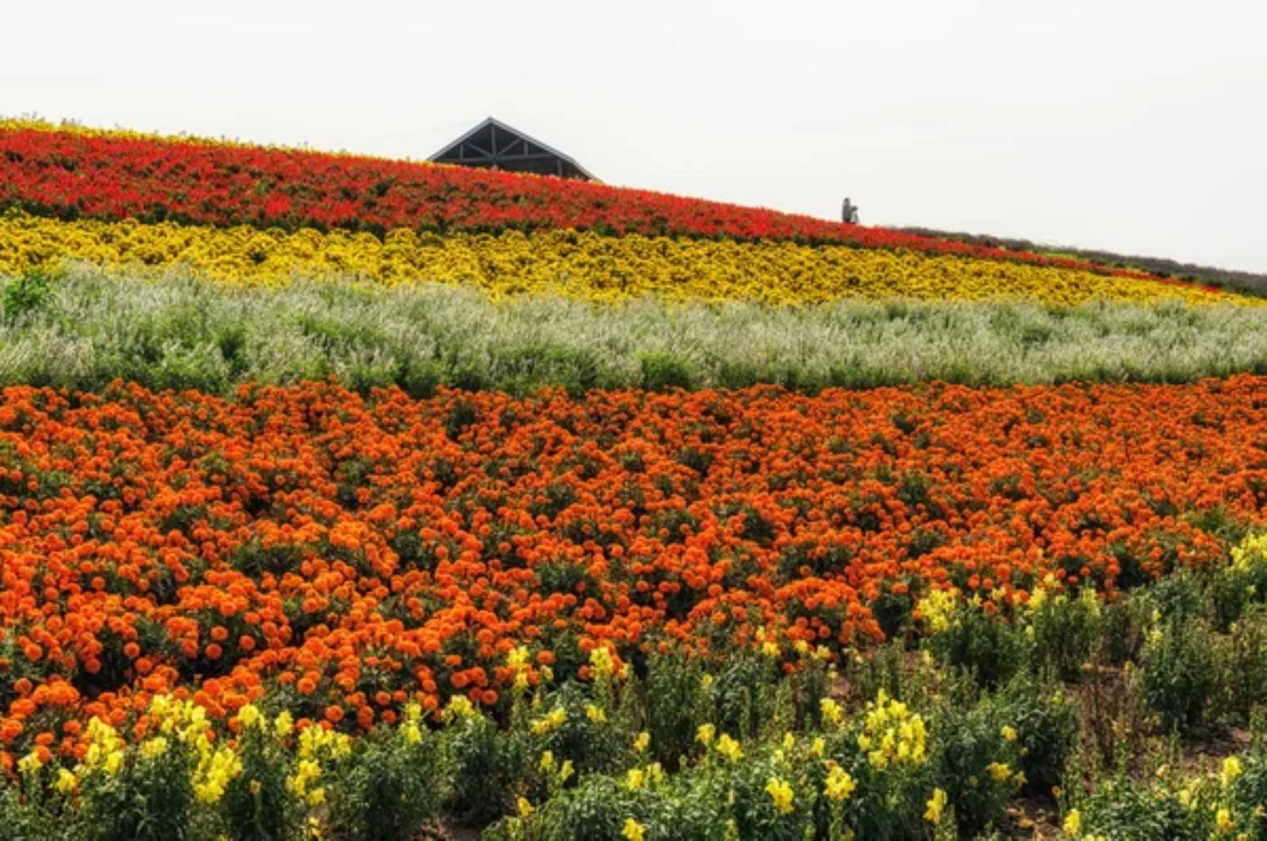 Is Flower Farming Profitable? How Much Can You Make? 🐝 BootstrapBee