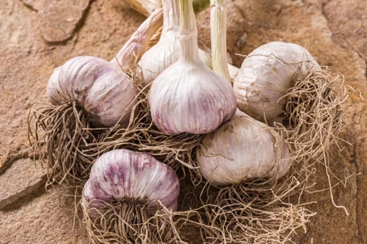 Is Garlic Farming Profitable? (Full Breakdown 2024) 🐝 BootstrapBee