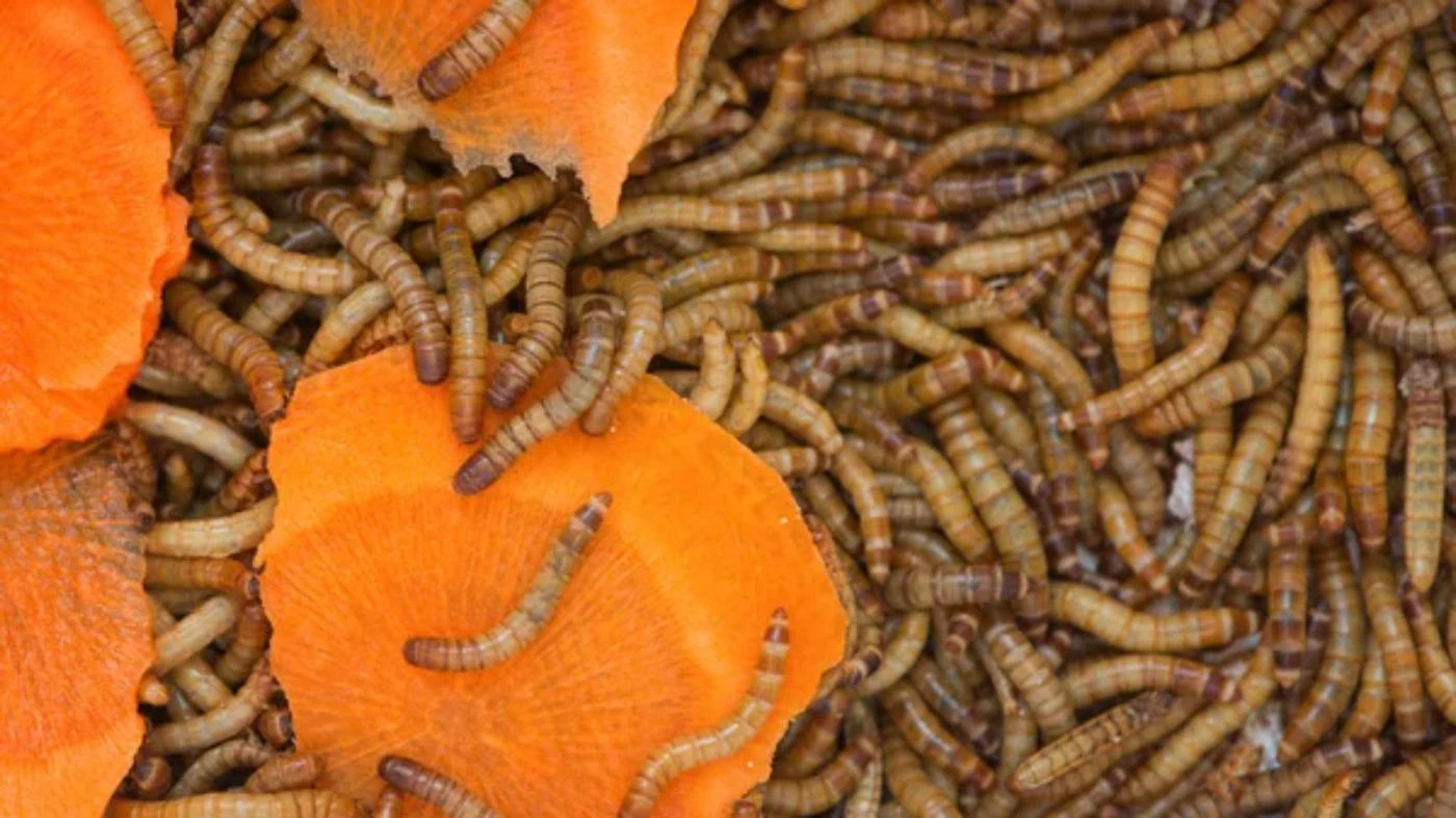 Is Mealworm Farming Profitable? (2024 Breakdown) 🐝