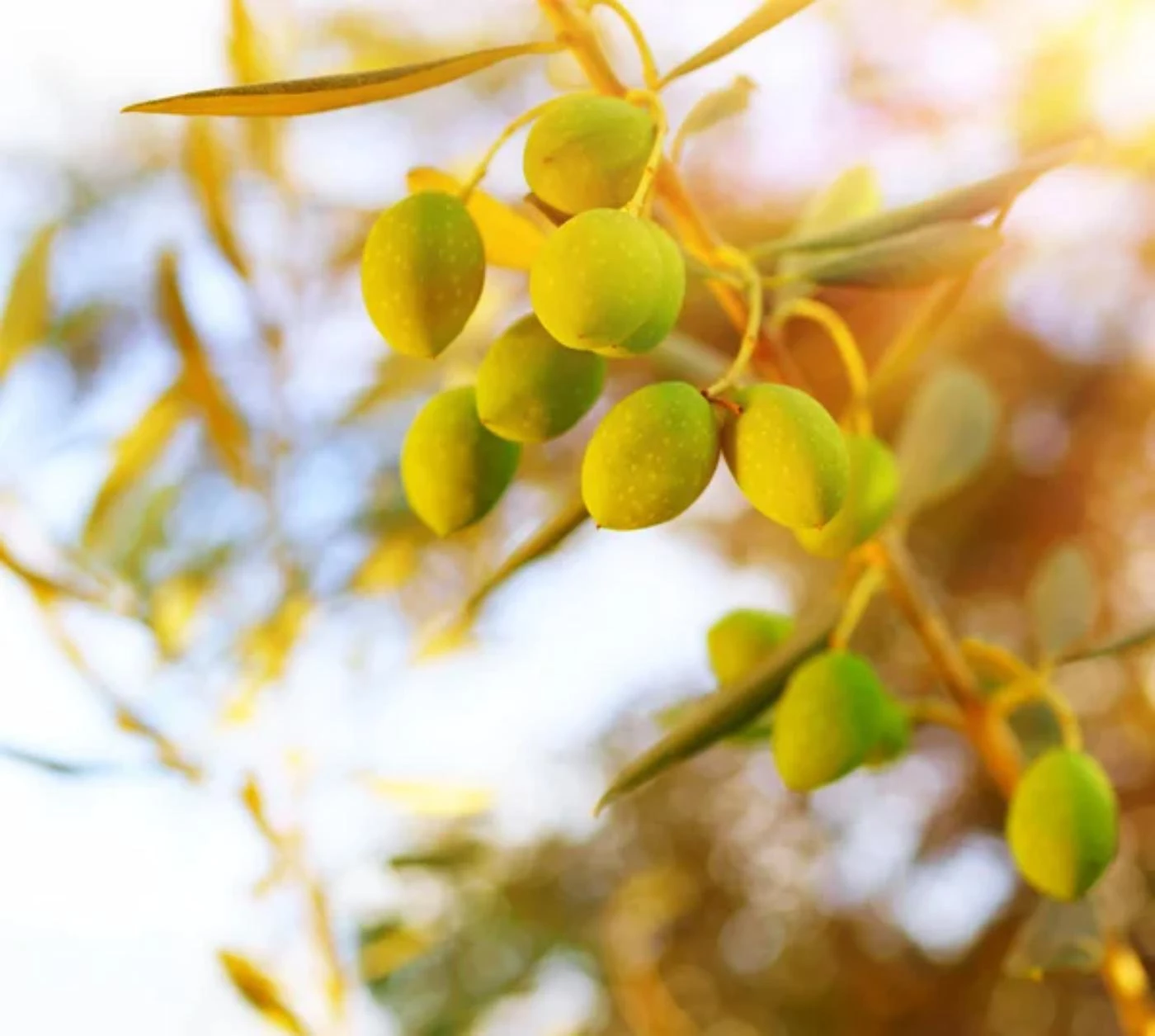 How Profitable Is Olive Farming? Is It a Good Investment? 🐝