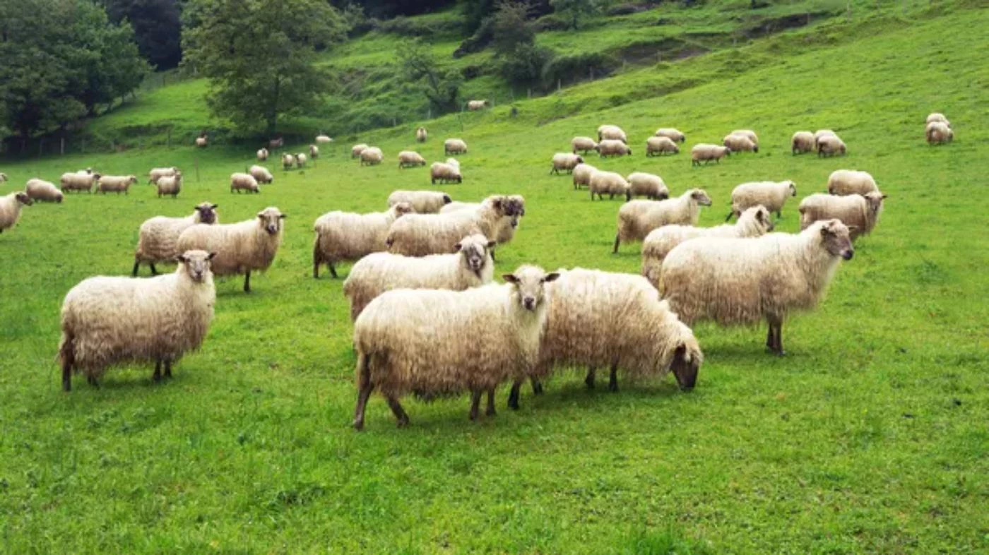 Is Sheep Farming Profitable? (Detailed Breakdown) 🐝