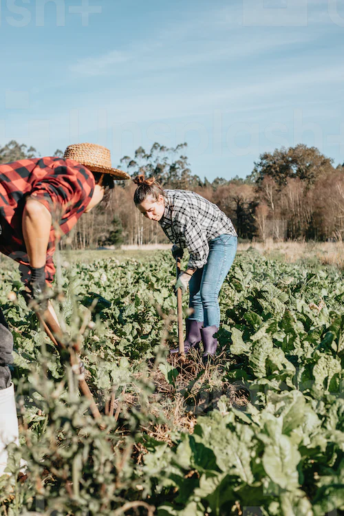 The Difference Between a Smallholding and Farm Explained 🐝