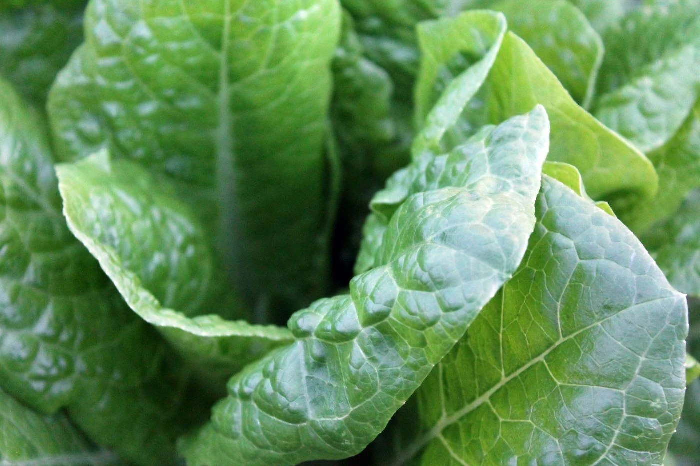 Farm uses 25,000 Grow Bags to Produce Vegetables over Sandy