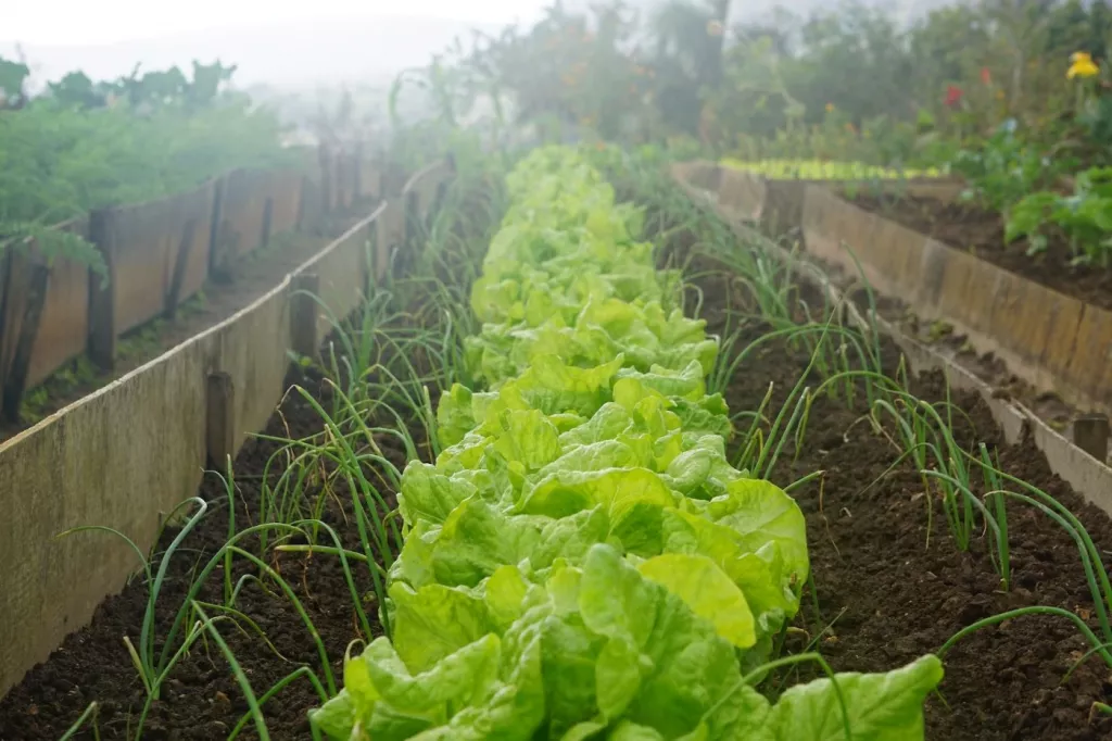 Farm uses 25,000 Grow Bags to Produce Vegetables over Sandy