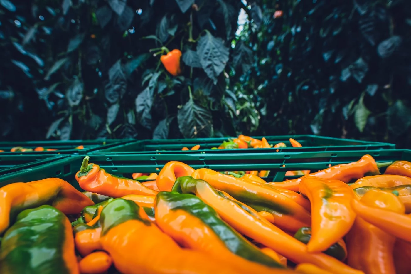 Farm uses 25,000 Grow Bags to Produce Vegetables over Sandy