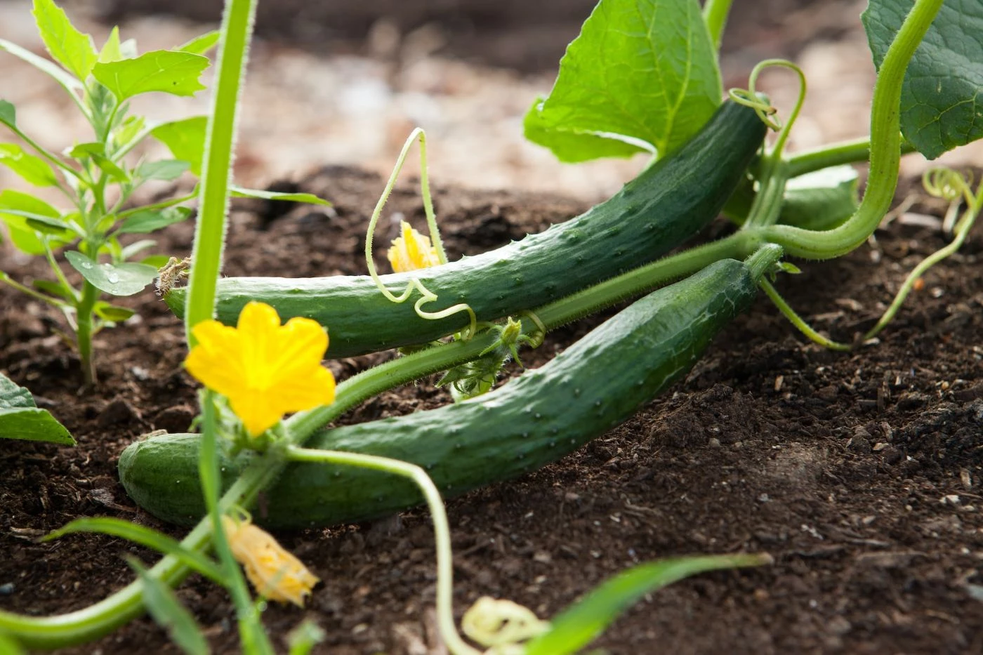 Farm uses 25,000 Grow Bags to Produce Vegetables over Sandy