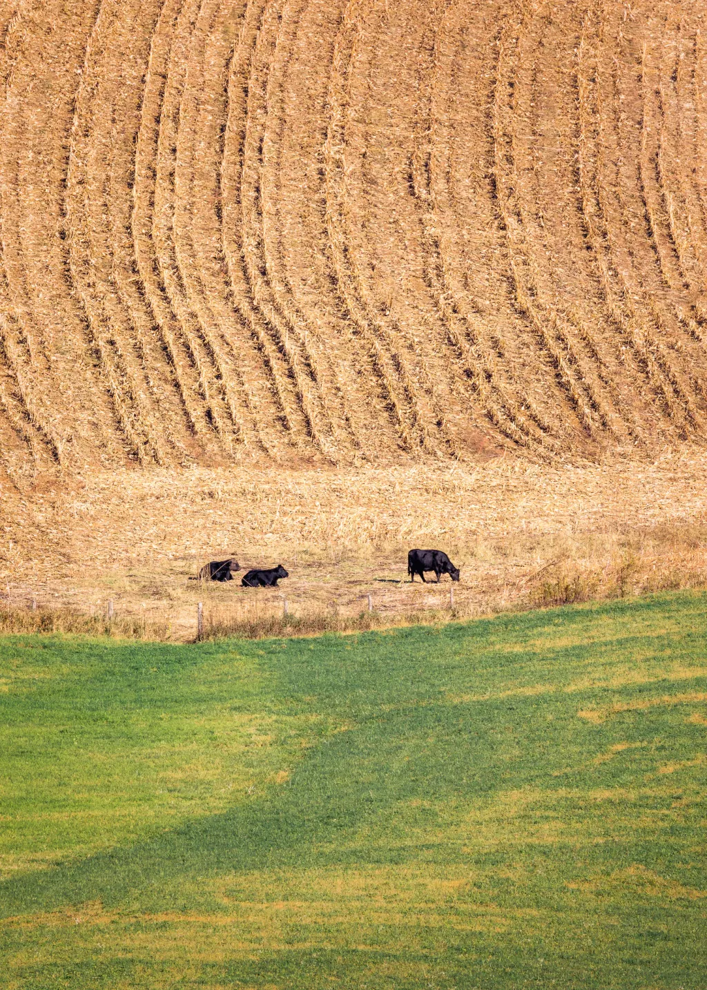 What's the Cheapest State to Buy a Small Farm? (and 9 More) 🐝