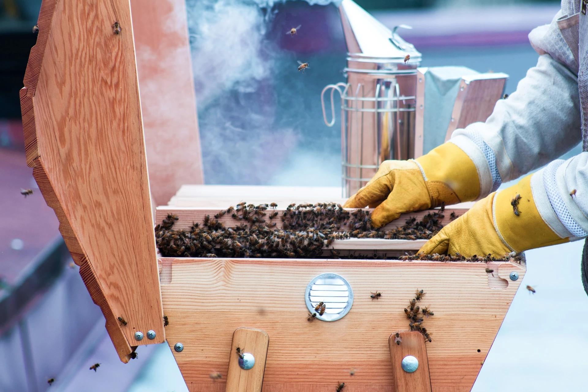 Is Beekeeping Wrong?