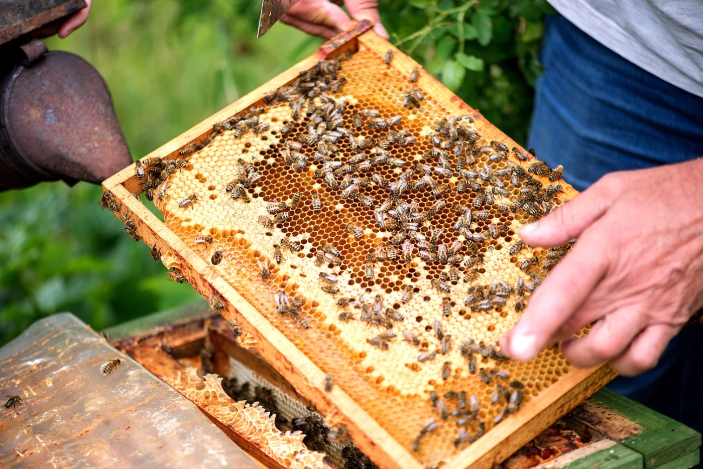 Can You Harvest Honey in October? - 🐝 BootstrapBee.com - Actionable ...