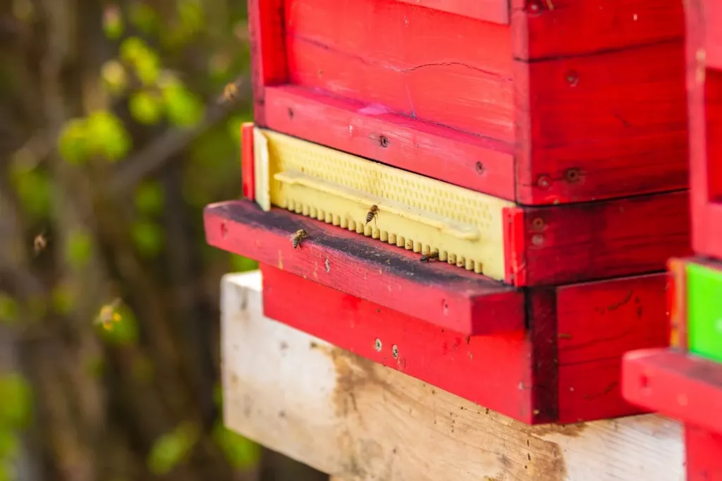 Here's How Many Brood Boxes Your Hive Should Have 🐝 Actionable