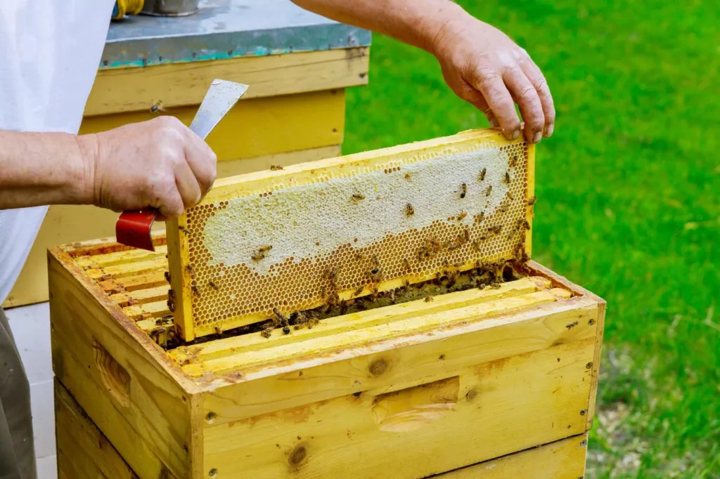 How Many Honey Supers & Brood Boxes per Hive? 🐝