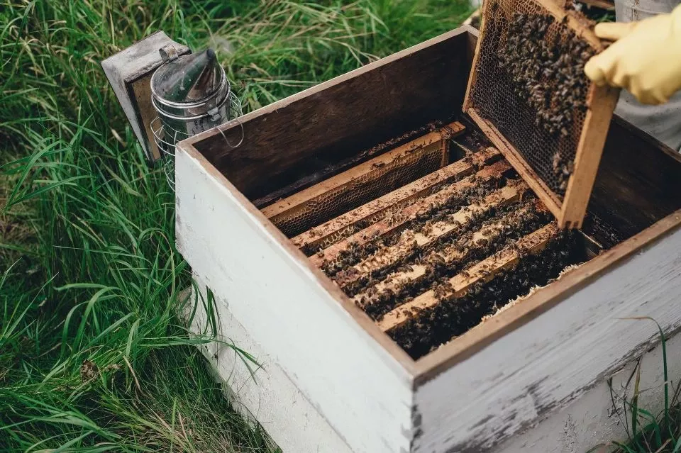How Much Honey Does a 7 or 10 Frame Hive Produce? 🐝 Actionable How Much Honey Does a 7 or 10 Frame Hive Produce? 🐝 Actionable