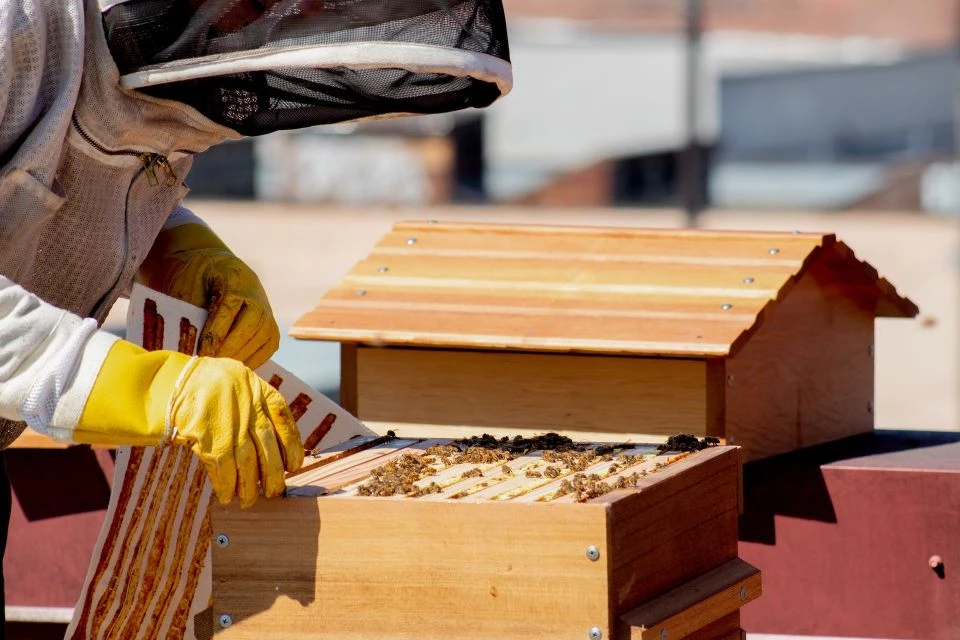 How Much Honey Does a 7 or 10 Frame Hive Produce? 🐝 Actionable