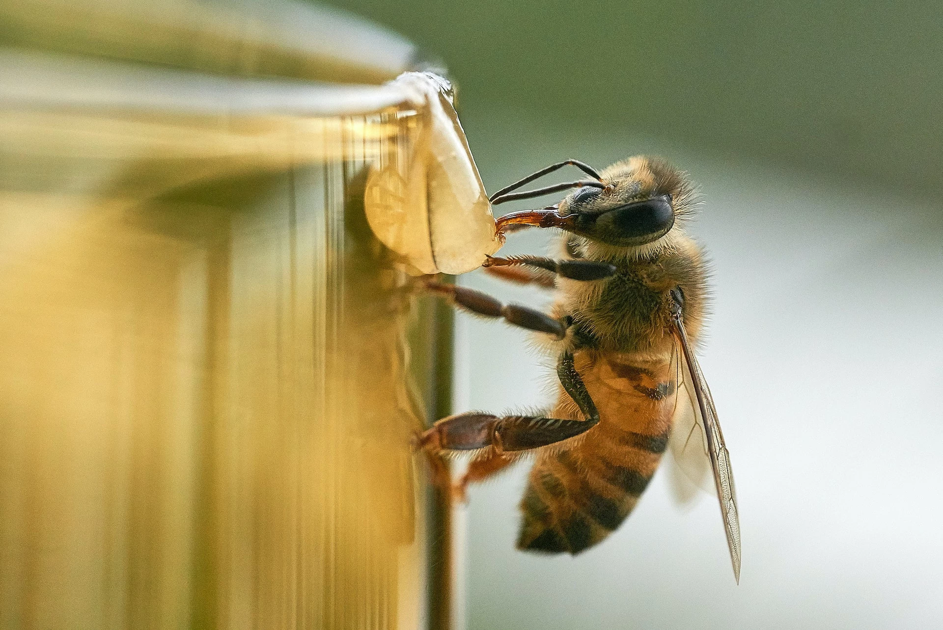 How Much Honey Does a Hive Produce? (Per Day) 🐝 Actionable bootstrapping guides How Much Honey Does a Hive Produce? (Per Day) 🐝 Actionable bootstrapping guides