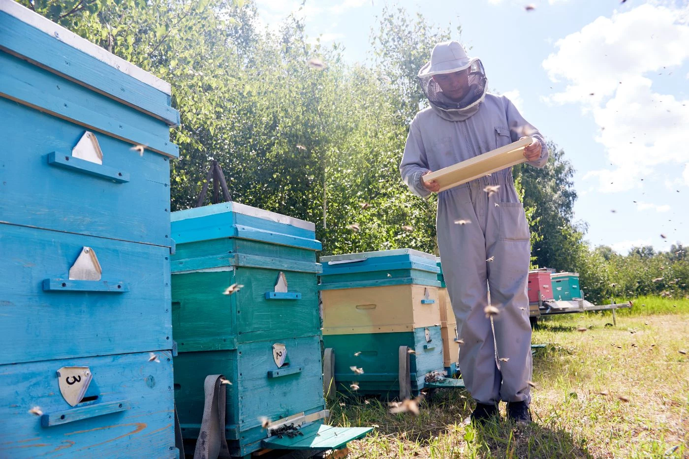 How Much Honey Is In a Full Honey Super? (8 & 10 Frames) 🐝 Actionable