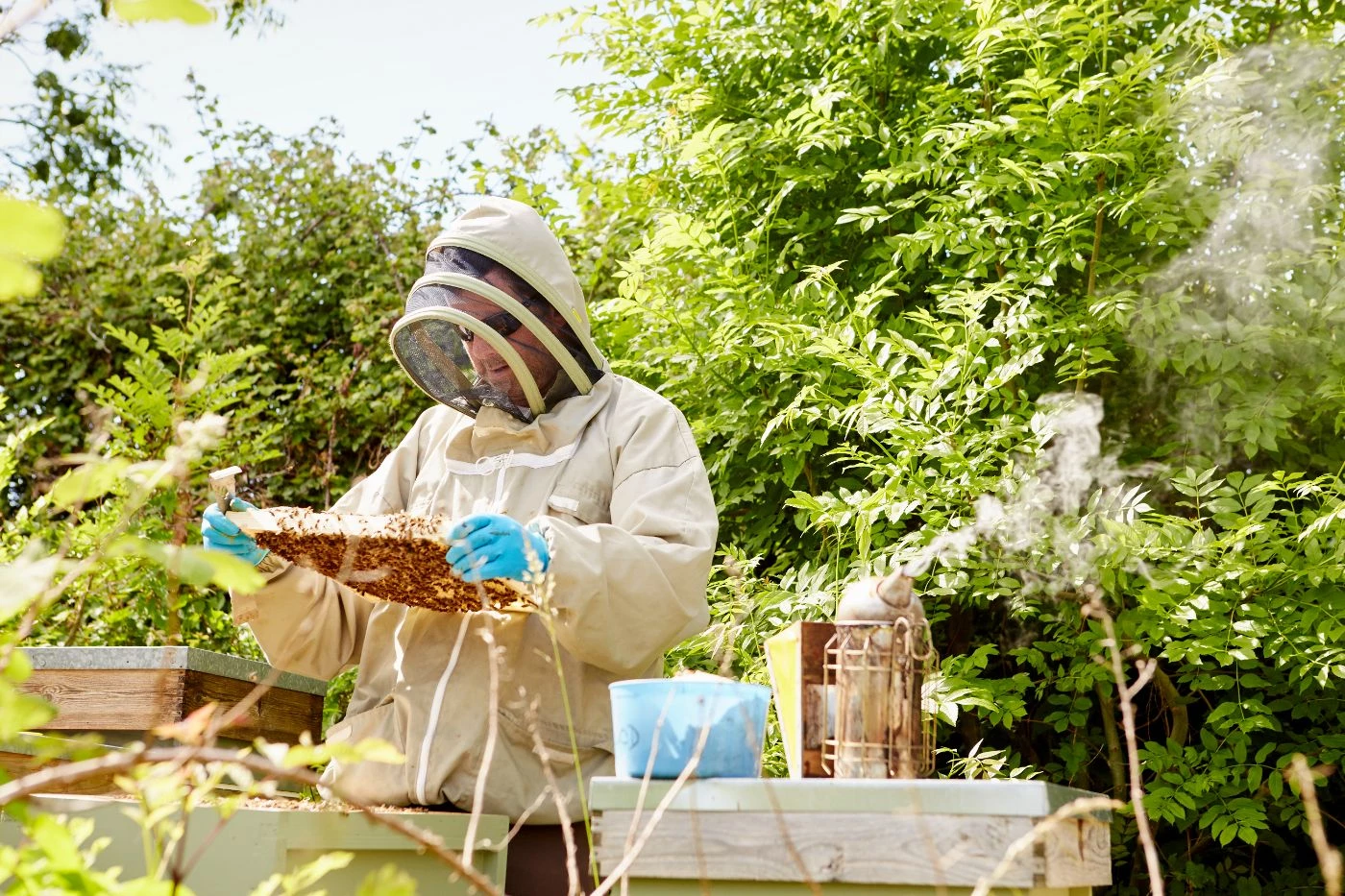 How to Get Honey From a Beehive Without Getting Stung - 🐝 BootstrapBee ...