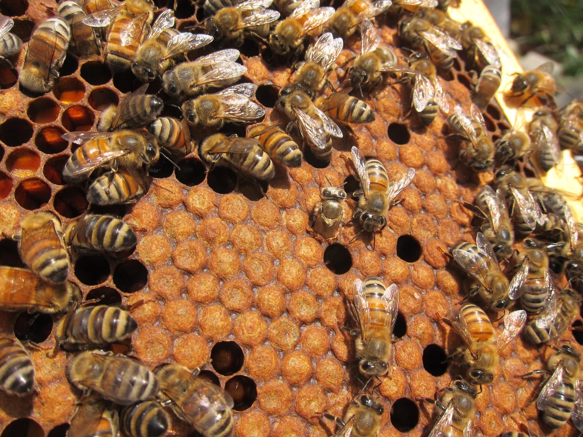 How To Increase Beehive Population Easily (Every Time) - 🐝 BootstrapBee ...