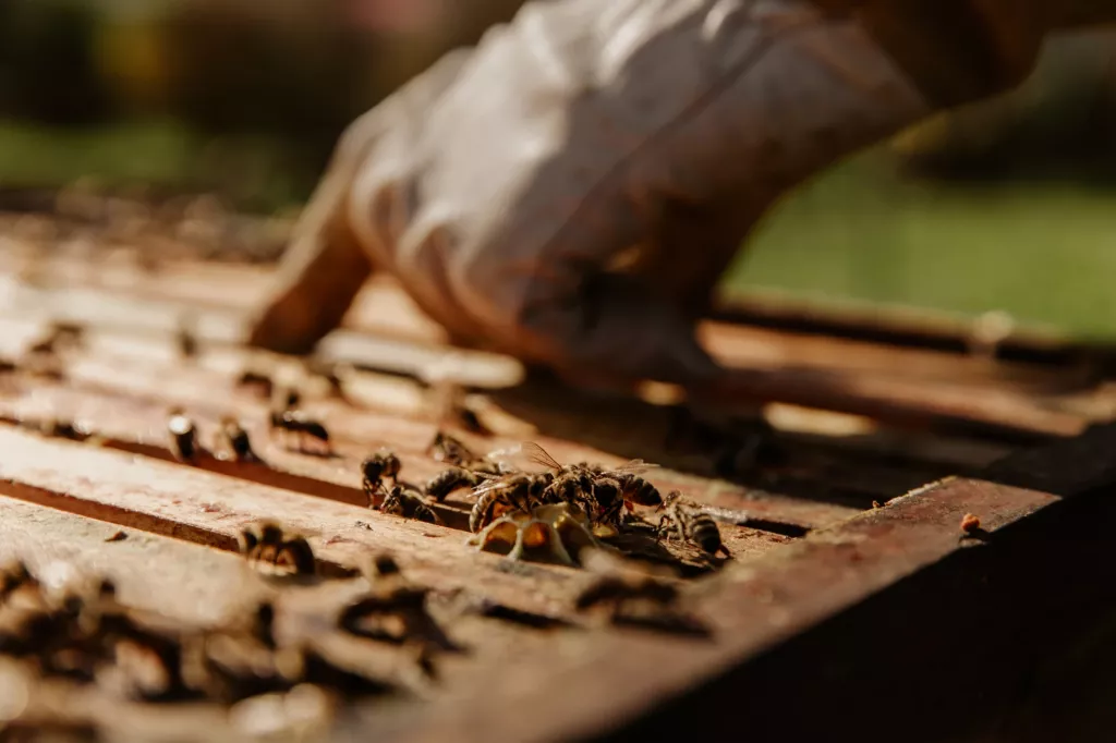 Wax Moth Protection — Home Sweet Bees