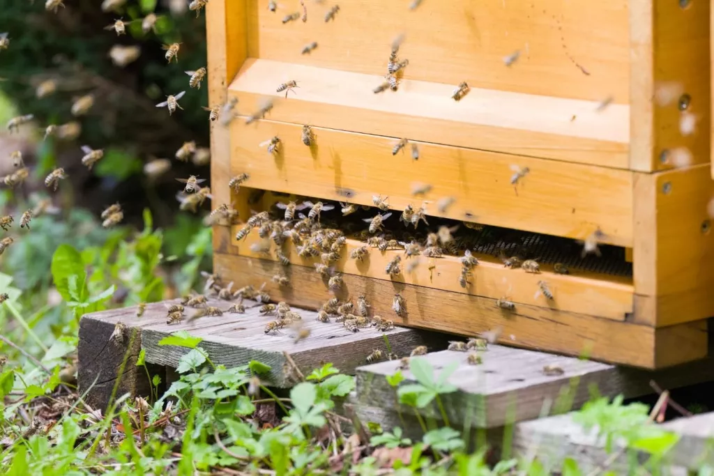 How To Ventilate a Beehive And What To Avoid 🐝