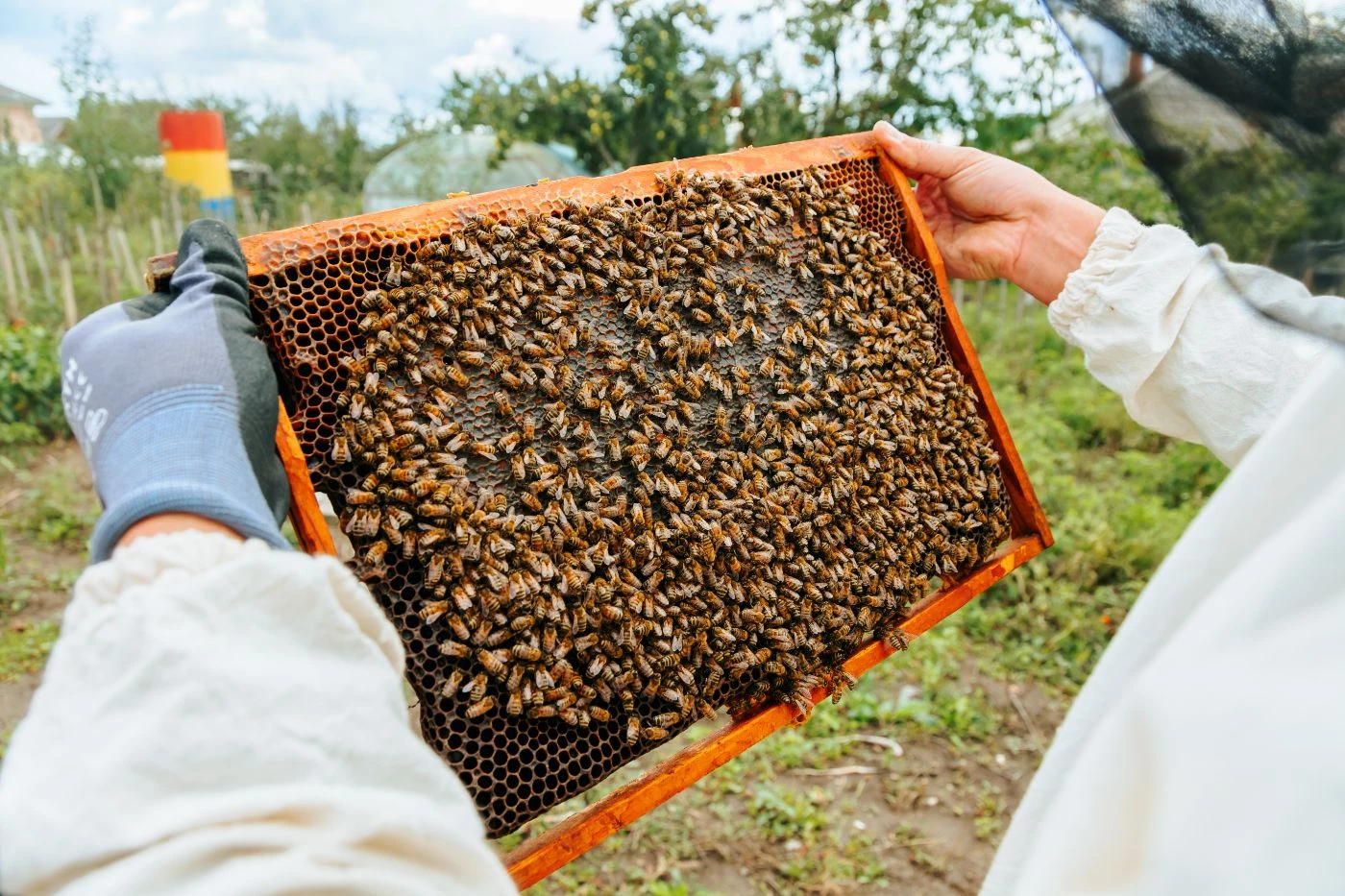 Is Beekeeping Good or Bad For the Environment? (Actually, Both) 🐝