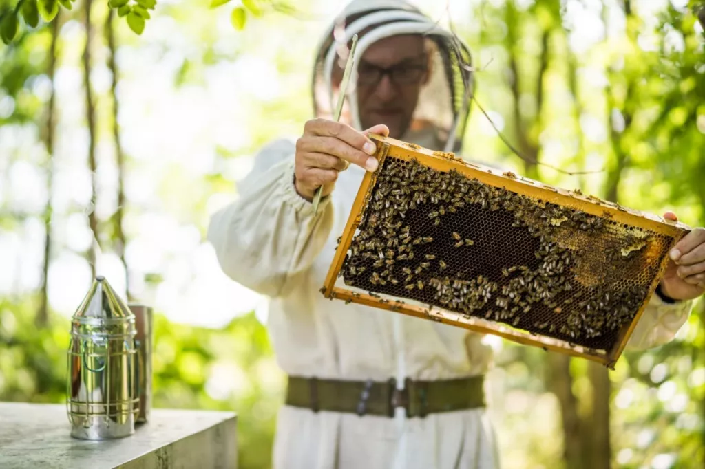 Is Beekeeping Good or Bad For the Environment? (Actually, Both) 🐝