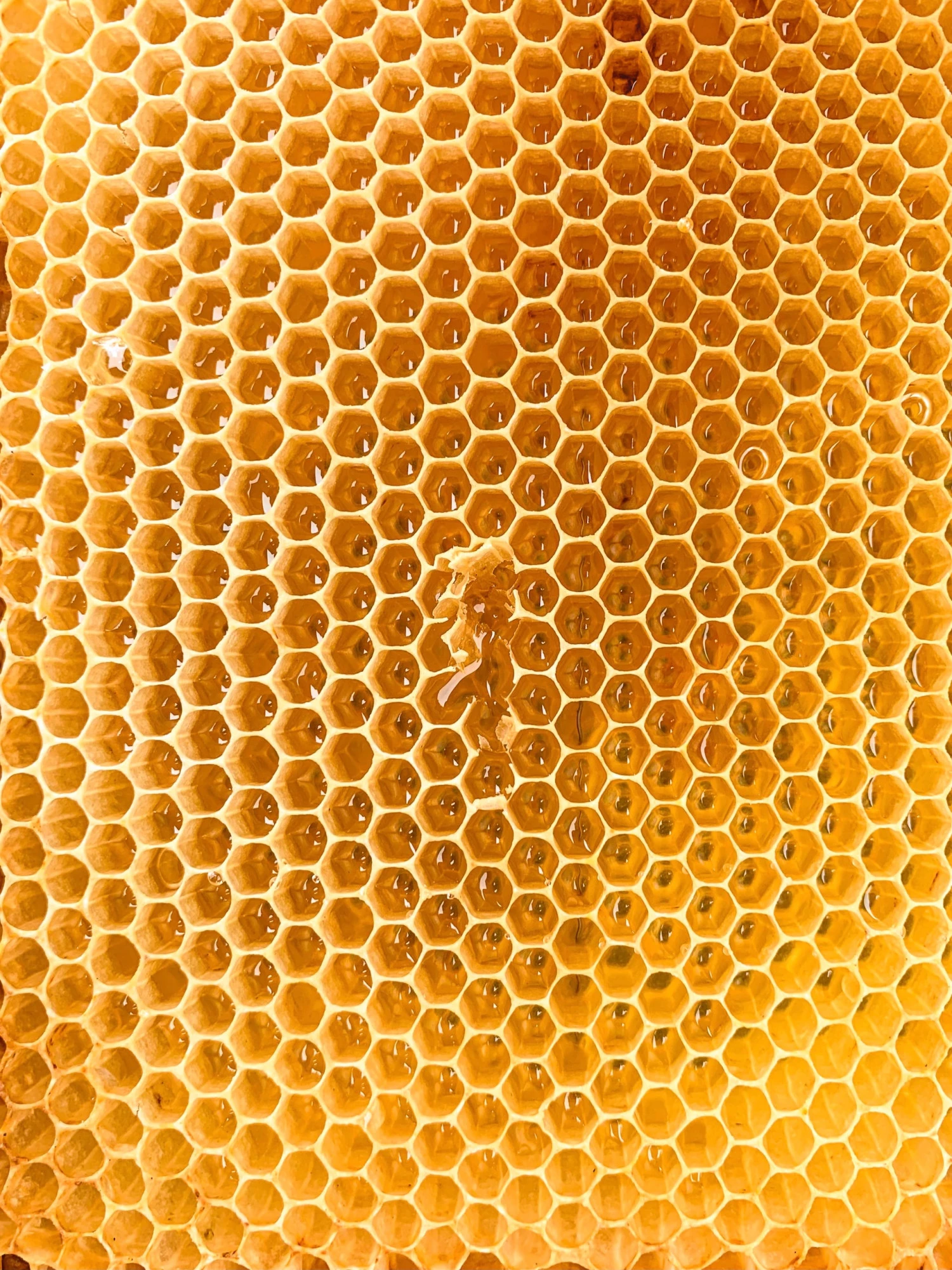 Storing Wet Honey Supers The Best & Easiest Way 🐝