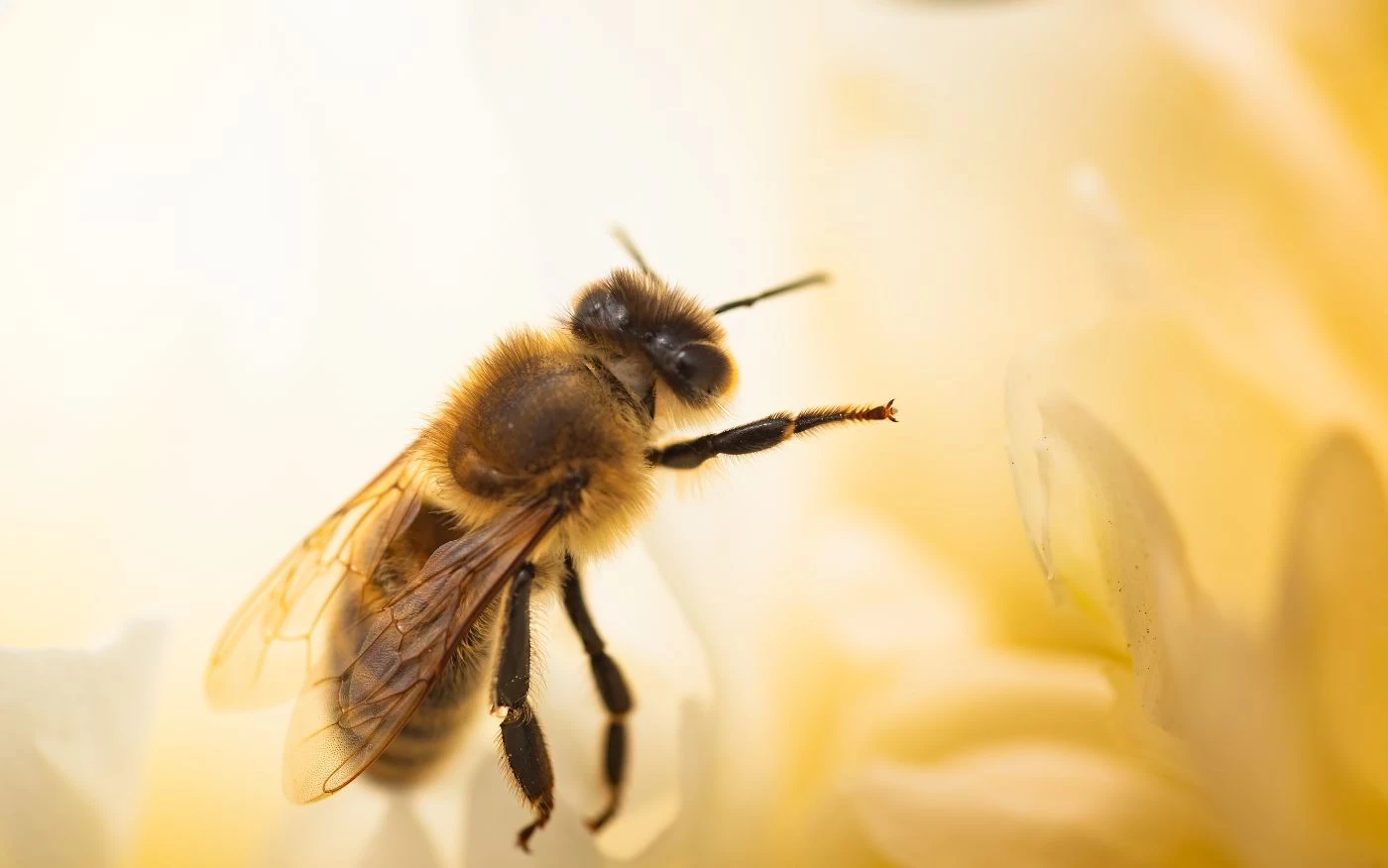 The 11 Most Useful Bee Products (and Their Uses) - 🐝 BootstrapBee.com ...