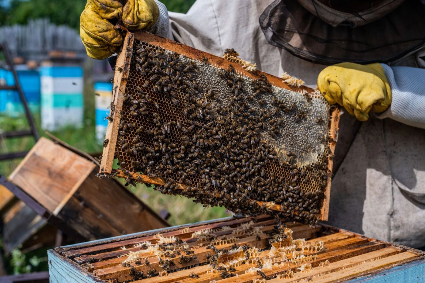 Local beekeepers prepare hives for harsh winter weather