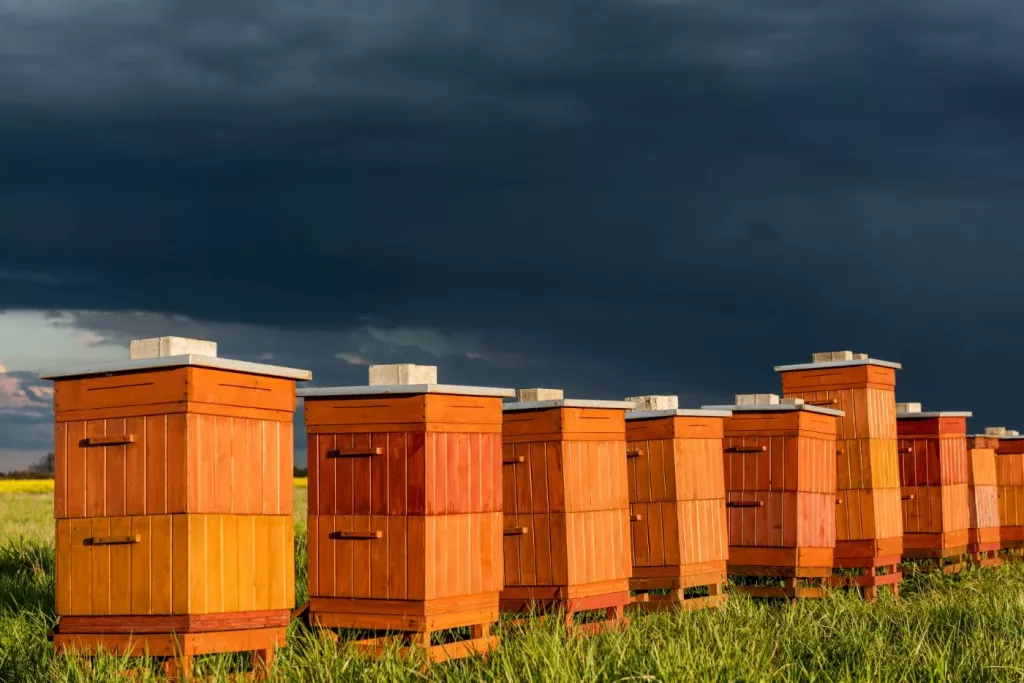 The Ultimate Guide To Beekeeping in Winter & Cold Climates 🐝