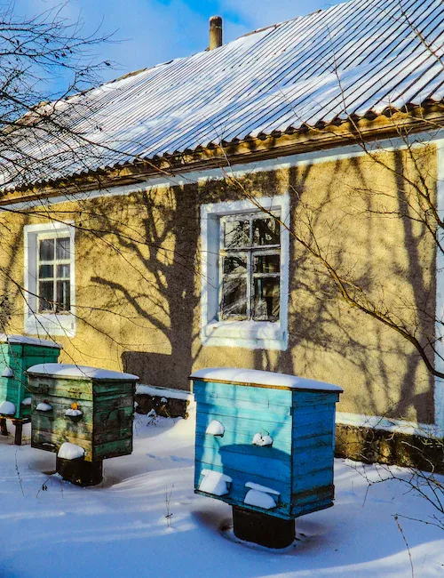 When Is It Too Cold to Feed Bees? 🐝 Actionable