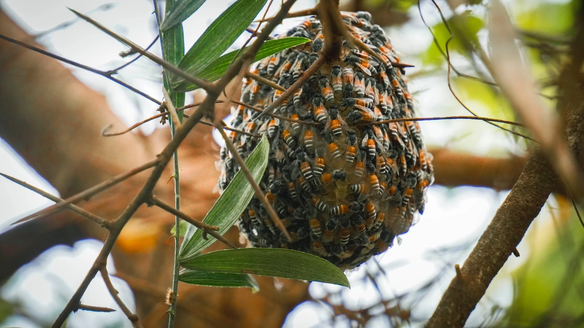 The Ultimate Guide on Why Bees Swarm & How To Prevent It 🐝 Actionable