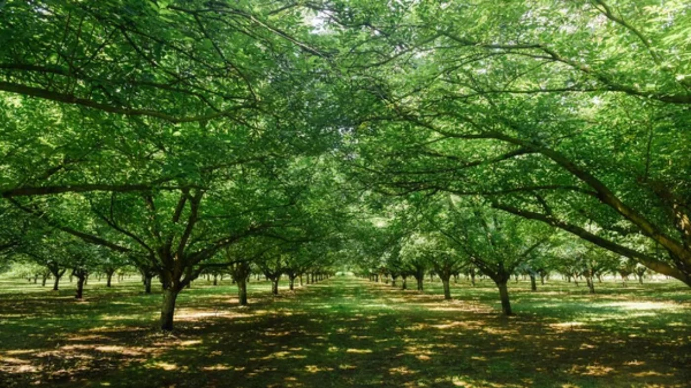 The 11 FastestGrowing Nut Trees for Fast Profits 🐝