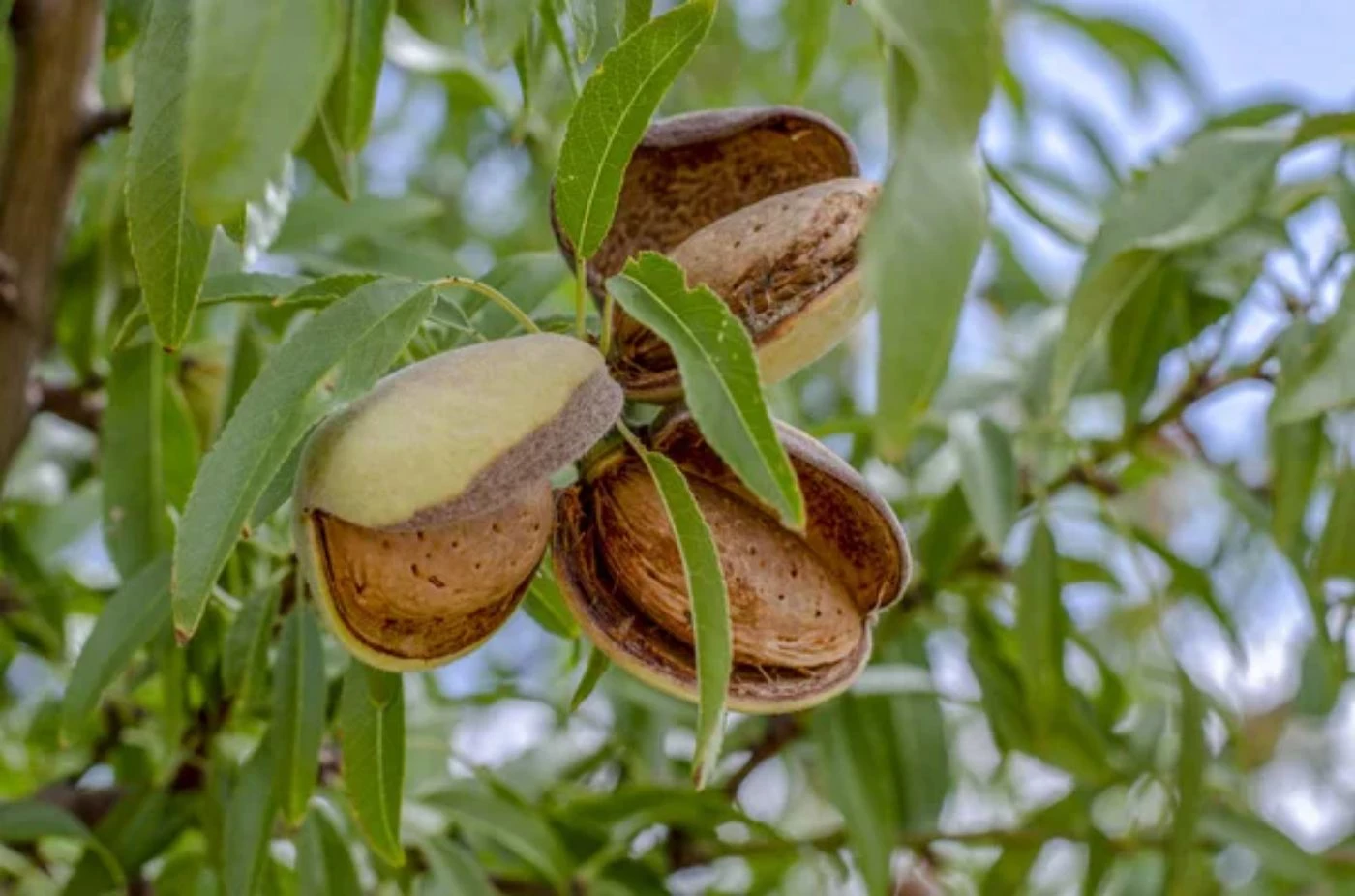 The 11 FastestGrowing Nut Trees for Fast Profits 🐝