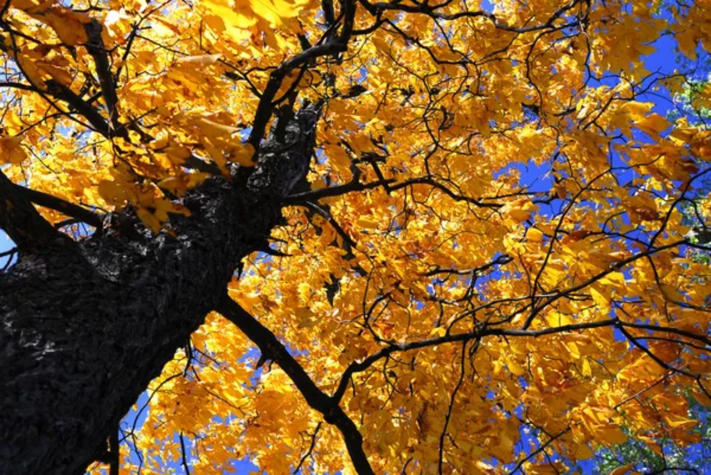 13 Most Profitable Hardwood Trees to Grow Yourself 🐝