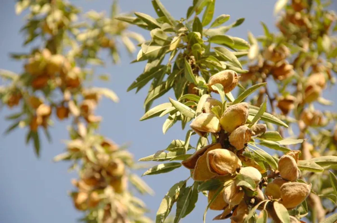 These Are the 13 Most Profitable Orchard Crops 🐝