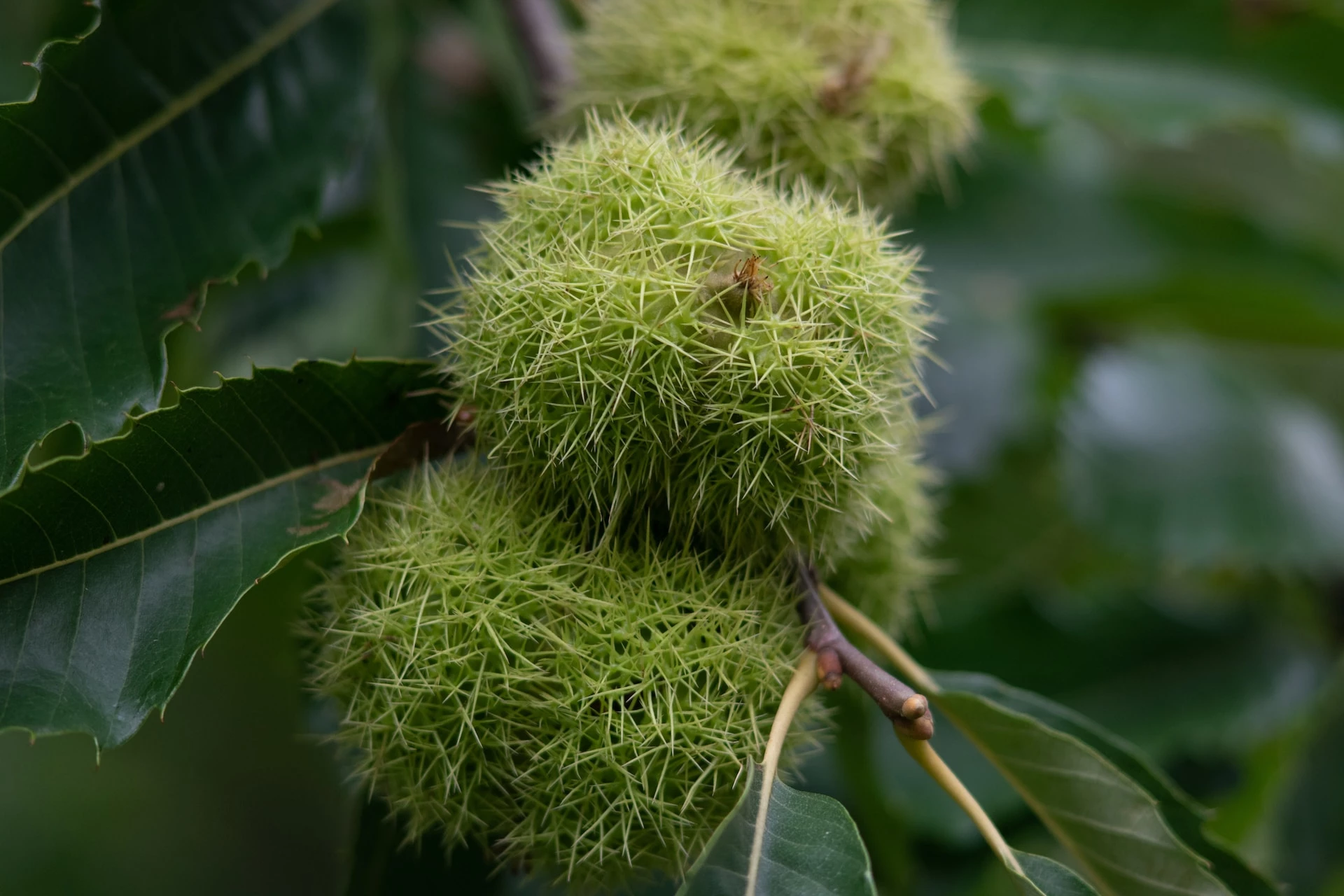 35 Most Common Nut Trees Types (with Pictures to Identify) - 🐝 ...