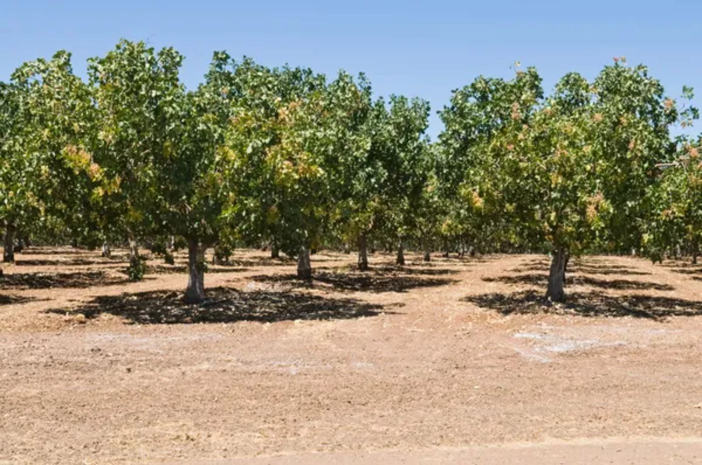 pistachios 1 17 Most Common Nut Trees Types (with Pictures to Identify)