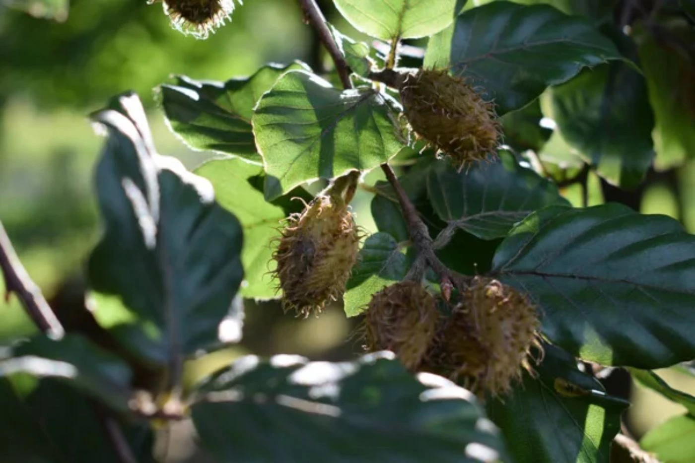 photo beech seeds branch 1 17 Most Common Nut Trees Types (with Pictures to Identify)