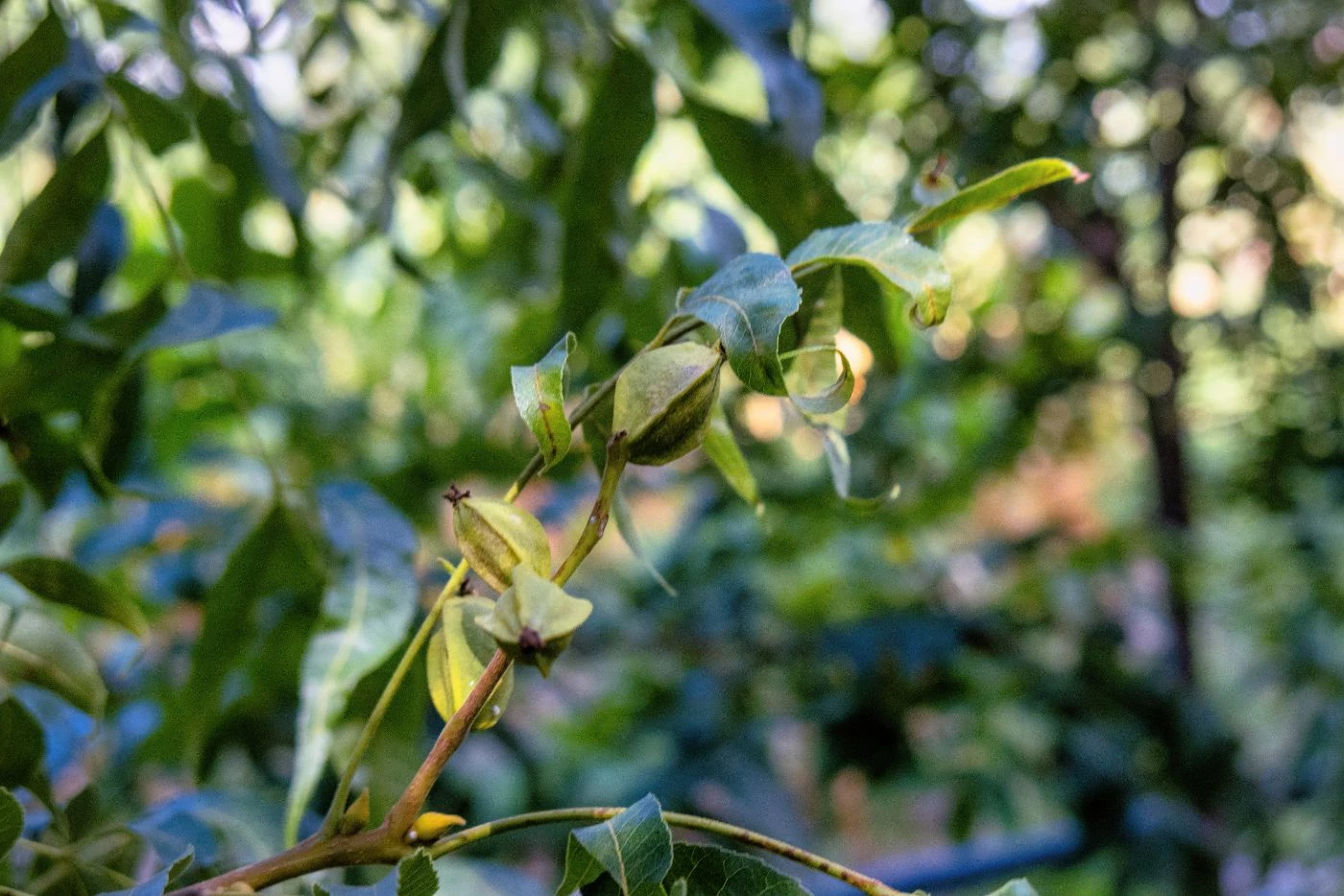 How Much is a Pecan Tree Worth? (Mature vs. 100YearOld) 🐝