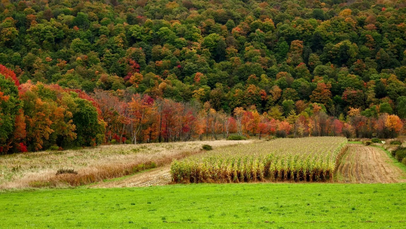 How Many Acres Do You Need for a Tree Farm? 🐝 Actionable bootstrapping guides