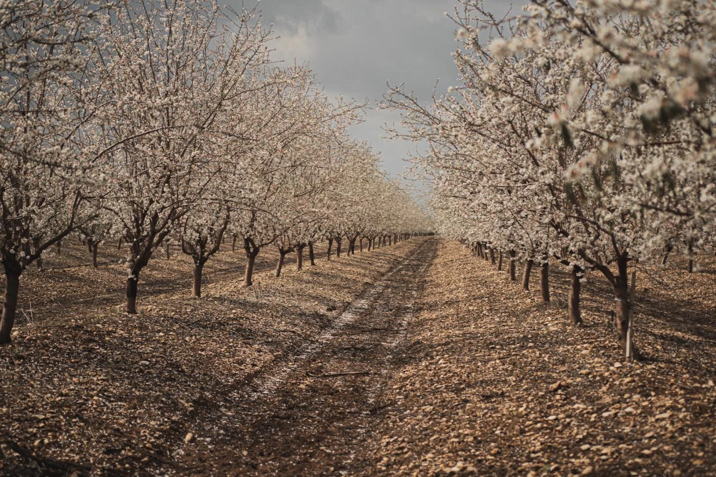 Where Do Almond Trees Grow? (Best Growing Zone) 🐝