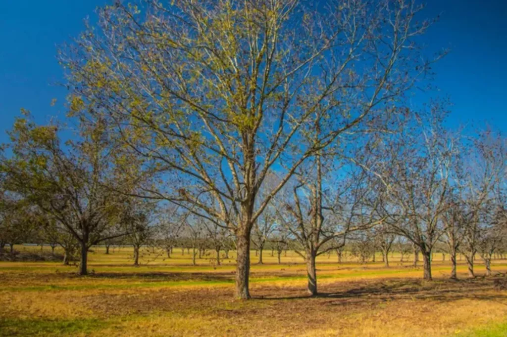 How Fast Do Pecan Trees Grow on Average? 🐝