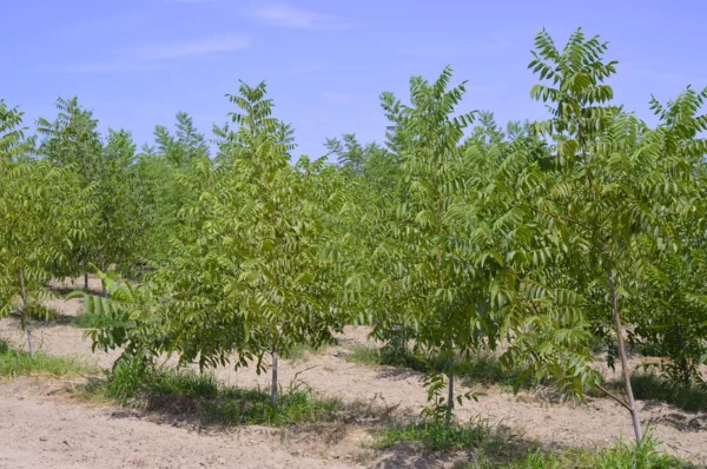 How Fast Do Pecan Trees Grow on Average? 🐝