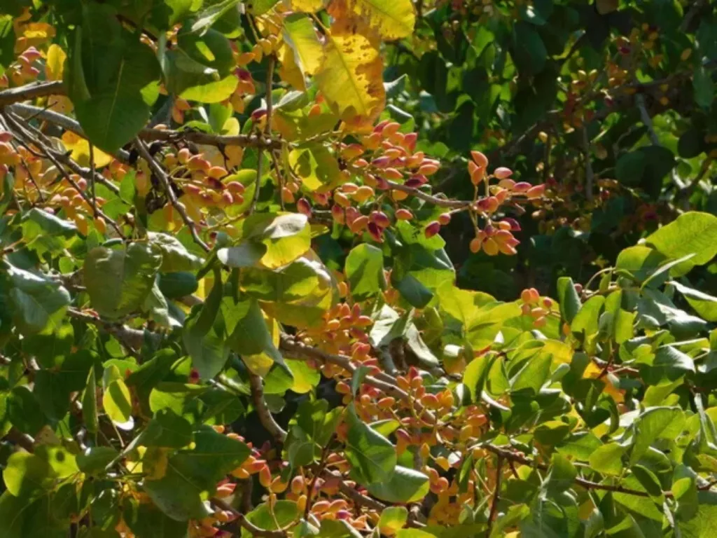 What's the Average Pistachio Yield per Tree? 🐝 Actionable bootstrapping guides